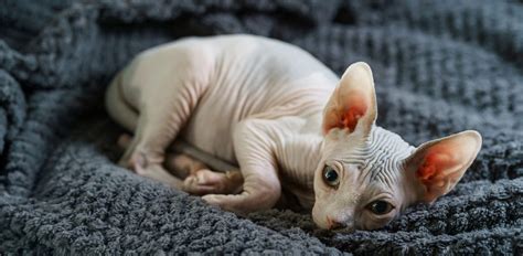 nude cat|Naked Cats: 10 Hairless Cat Breeds